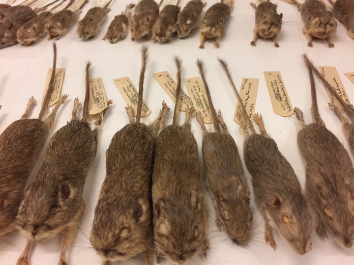 BaileysFieldMouse_CalAcademy