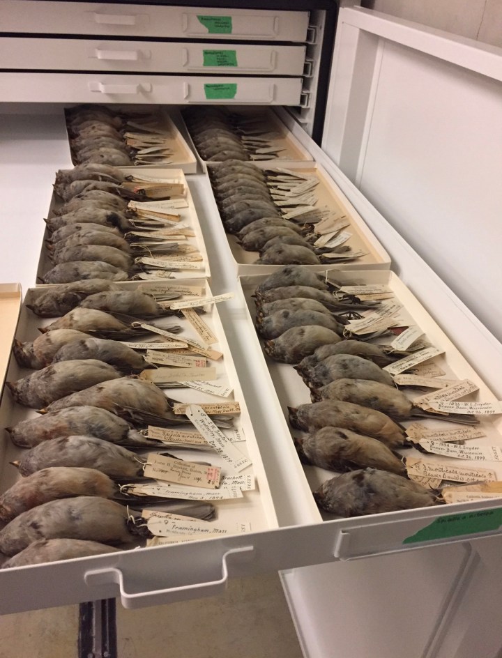 SeasideSparrows_CalAcademy